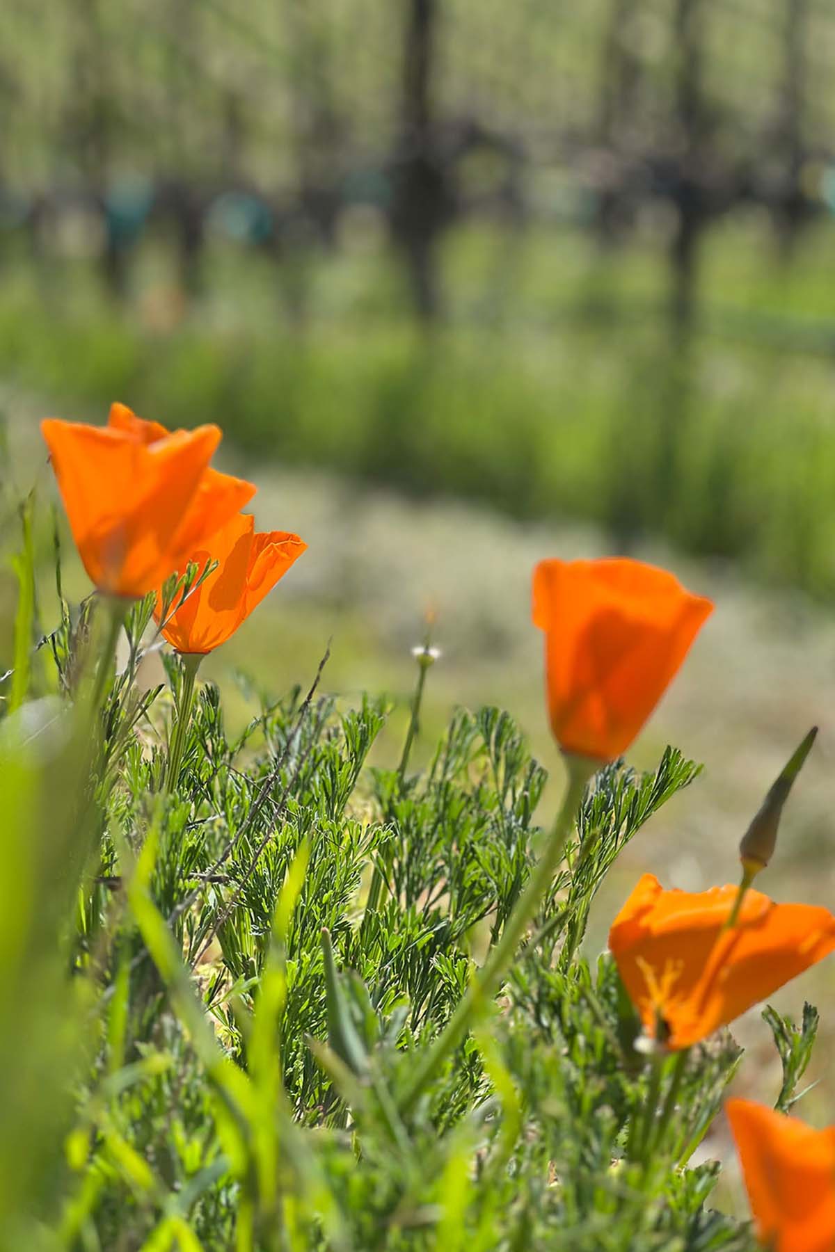 A close up photo of wild orange California poppies growing in green foliage