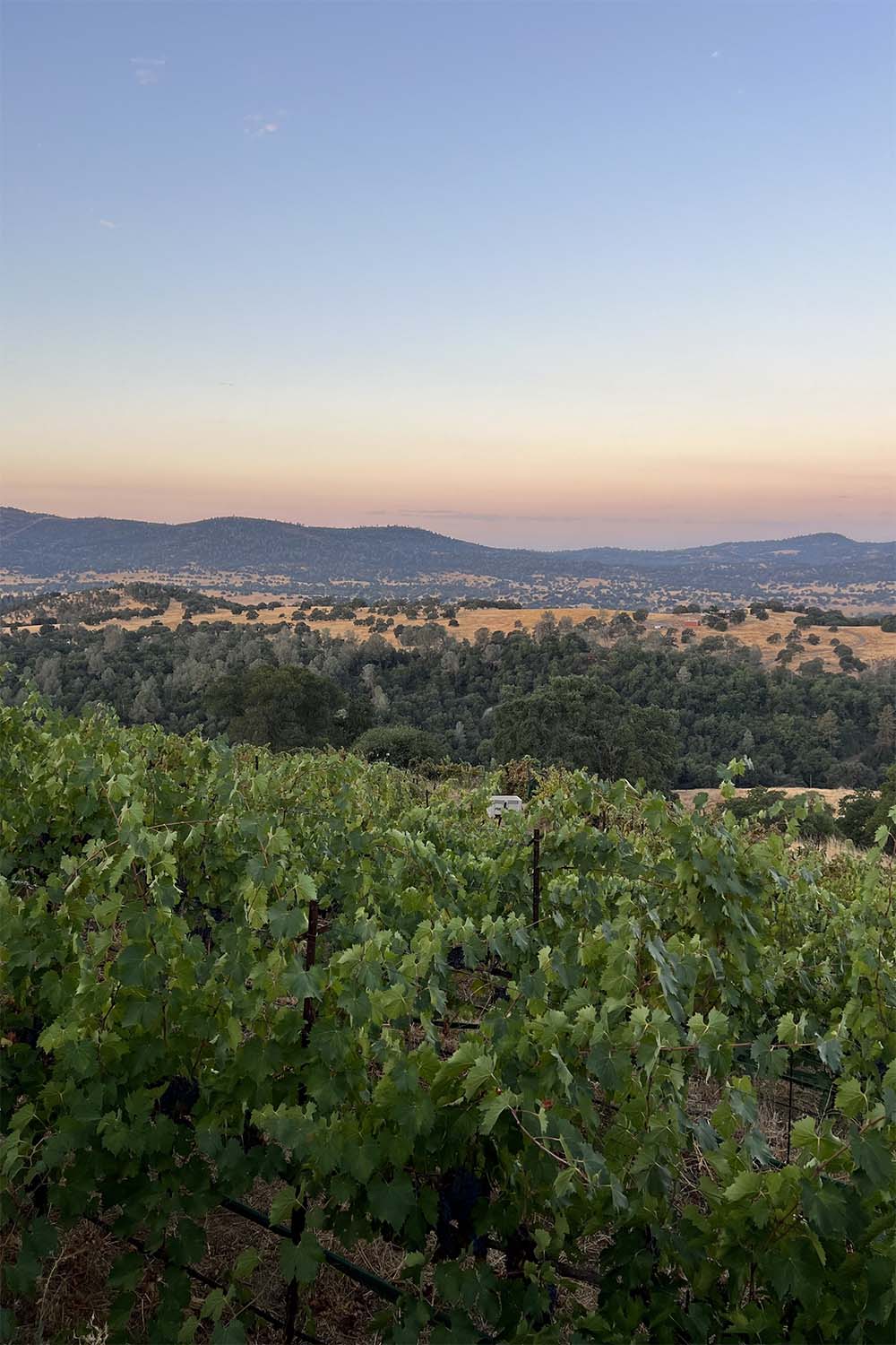 Photo overlooking Joshua's Starry Night Vineyard with vines in the foreground and Central Coast mountains in the background