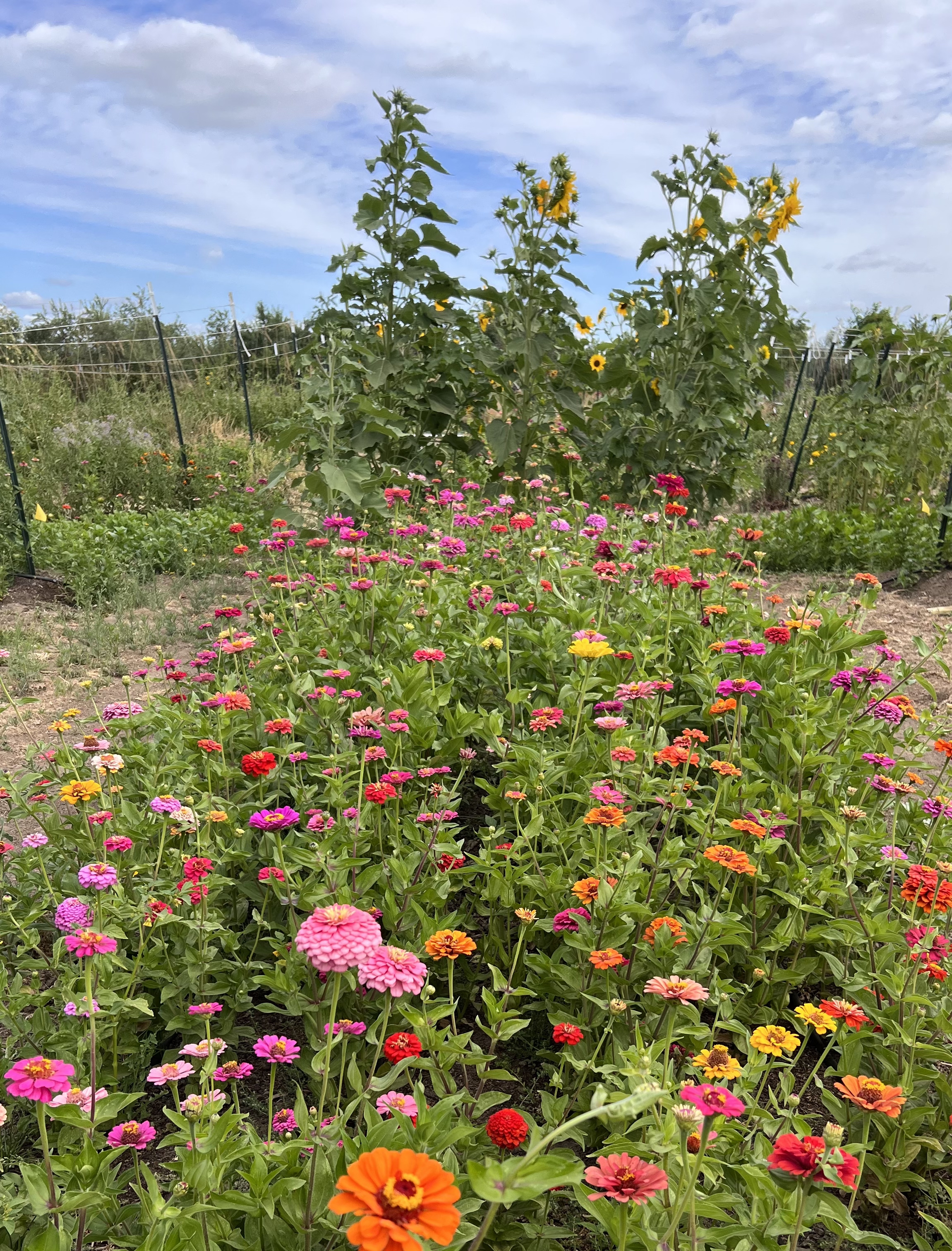 A vibrant flower garden with rows of colorful zinnias in the foreground and tall sunflowers blooming in the background under a partly cloudy sky.