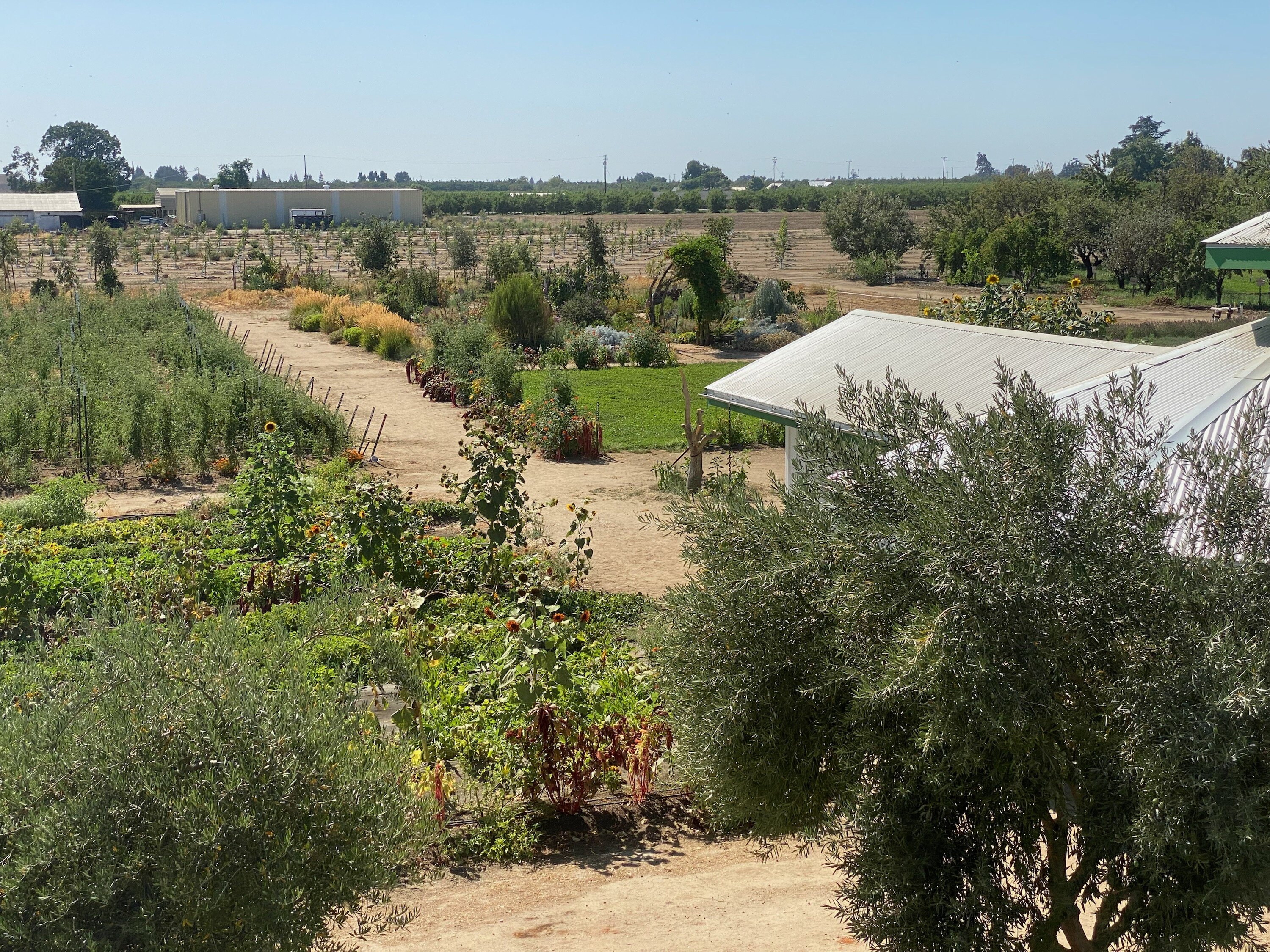 A view of a large garden or farm with various crops and green plants, dirt paths, a white-roofed building, and trees in the background under a clear blue sky.