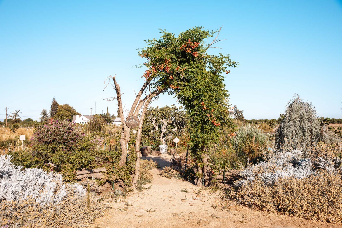 A garden path leads under a wooden arch covered with green vines and orange flowers, surrounded by various shrubs and dry plants under a clear blue sky.