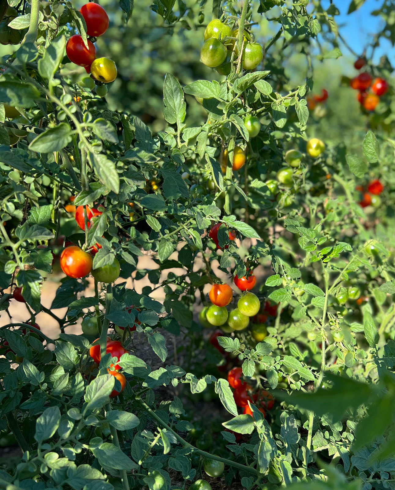 Clusters of ripe red and green tomatoes growing on leafy vines in a sunlit garden, with a clear blue sky in the background.
