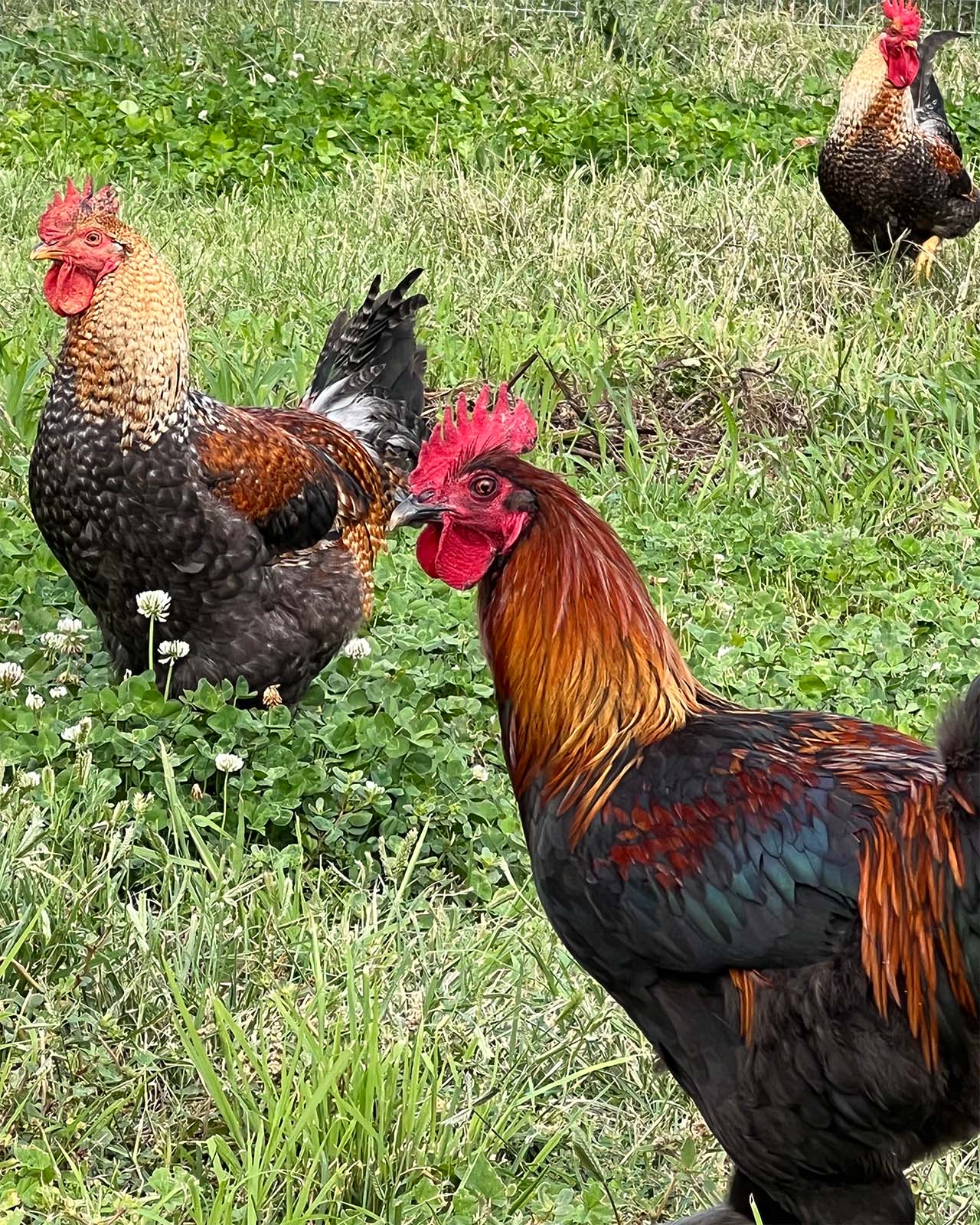 Three chickens with vibrant red combs and multicolored feathers stand on green grass and clover in an outdoor setting. One chicken is in the foreground, while two others are in the background.