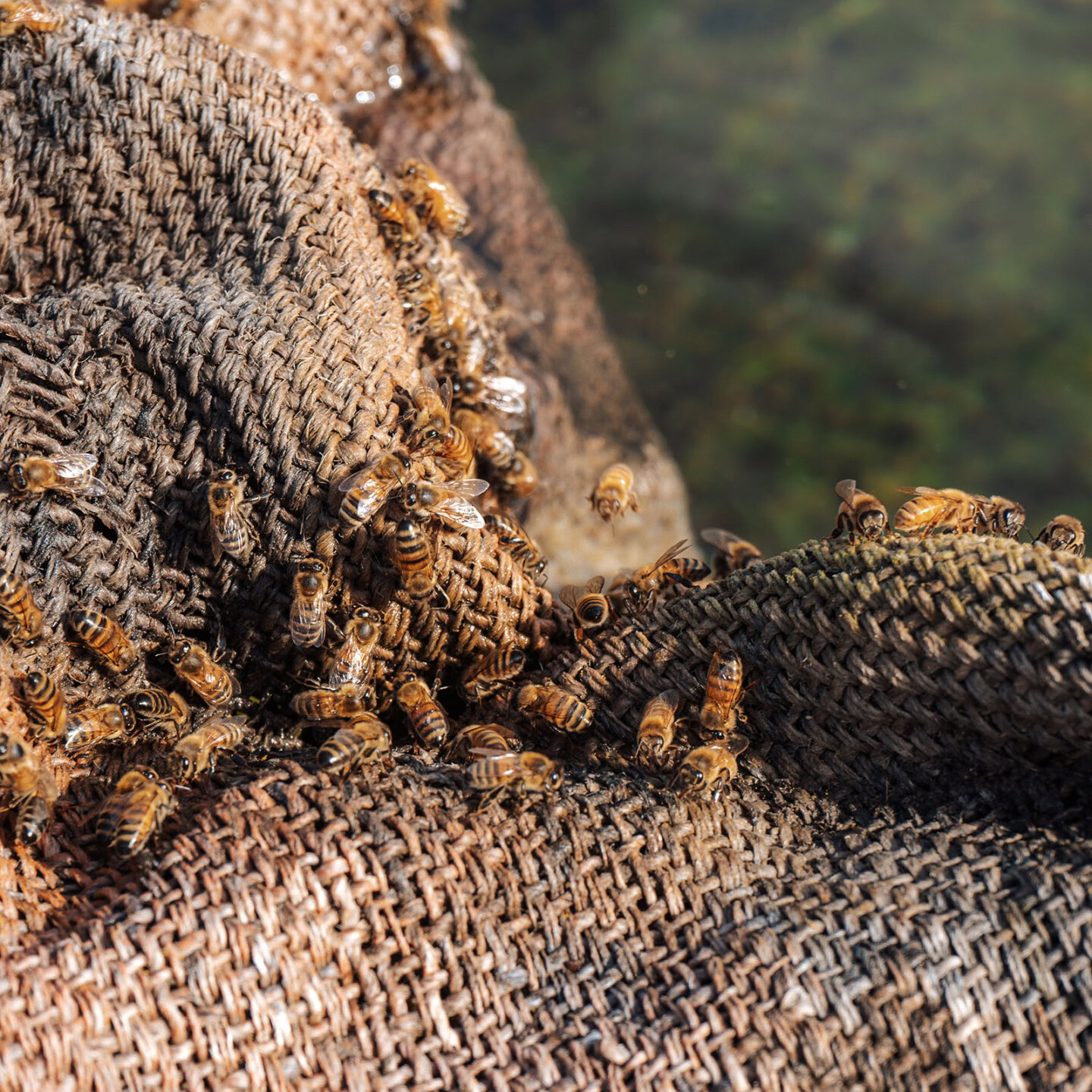A close-up of bees clustered on a woven brown fabric, possibly drinking water, with a blurred water surface in the background.