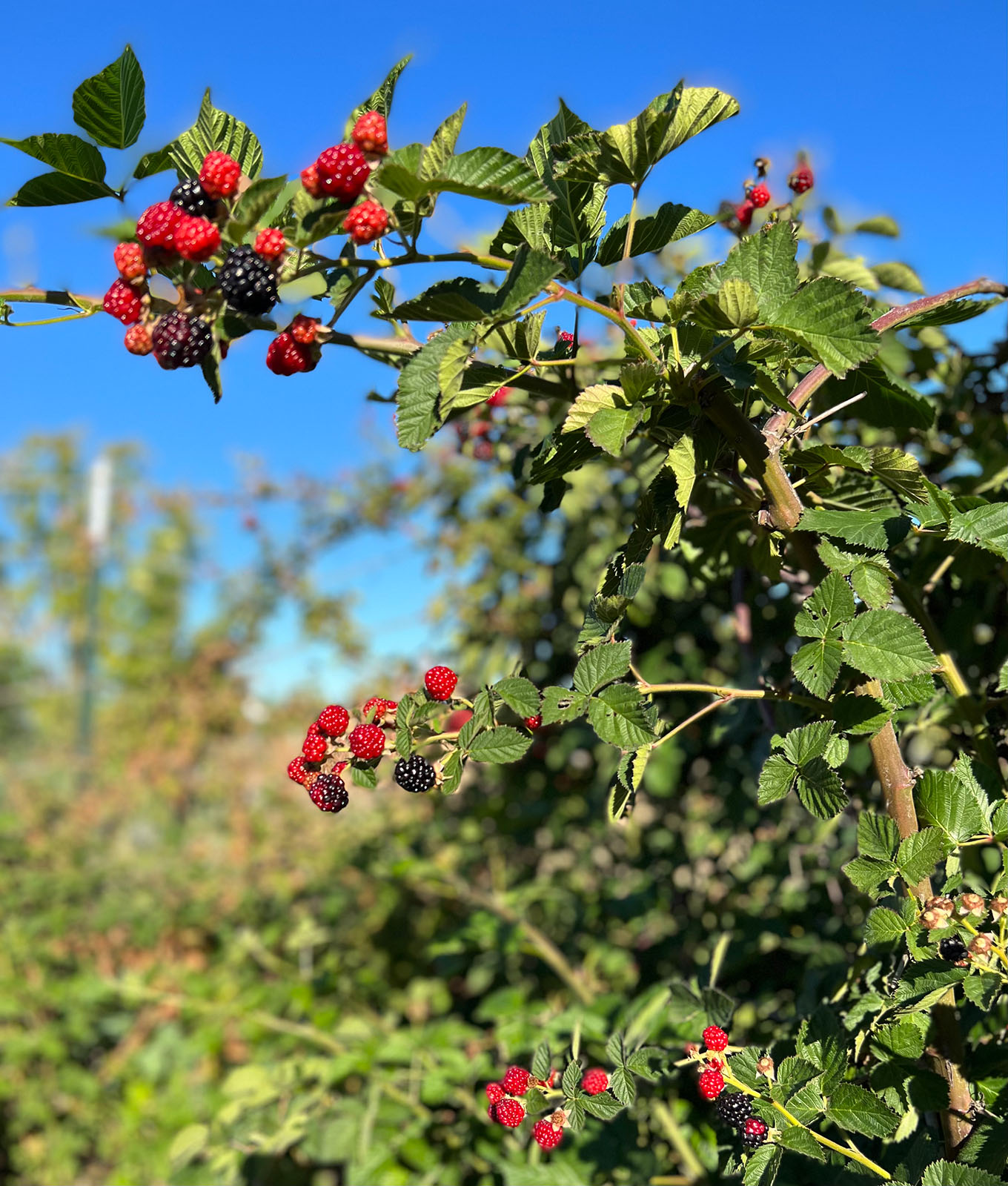 A blackberry bush with clusters of red and black berries growing among green leaves, set against a bright blue sky on a sunny day.